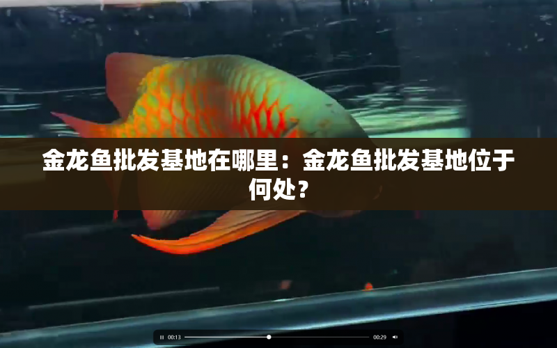 金龍魚批發(fā)基地在哪里：金龍魚批發(fā)基地位于何處？ 水族問答 第1張