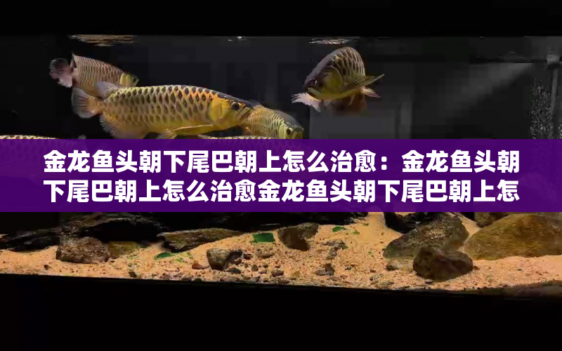 金龍魚頭朝下尾巴朝上怎么治愈：金龍魚頭朝下尾巴朝上怎么治愈金龍魚頭朝下尾巴朝上怎么治愈 水族問答 第1張