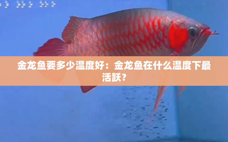 金龍魚要多少溫度好：金龍魚在什么溫度下最活躍？ 水族問答 第2張