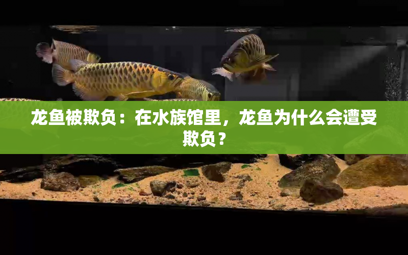 龍魚被欺負(fù)：在水族館里，龍魚為什么會(huì)遭受欺負(fù)？ 水族問答 第1張