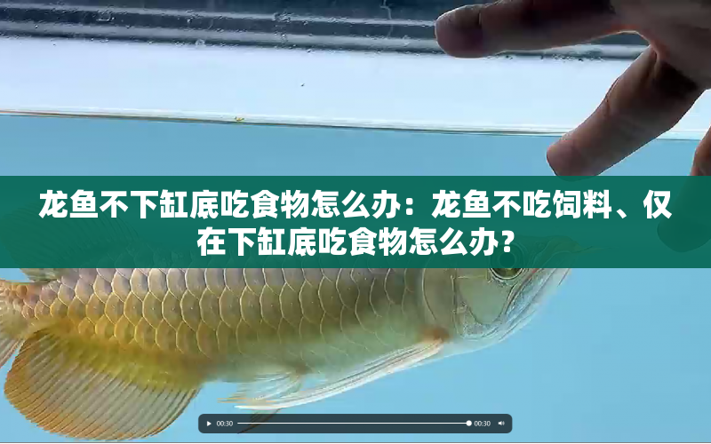 龍魚不下缸底吃食物怎么辦：龍魚不吃飼料、僅在下缸底吃食物怎么辦？ 水族問答 第1張