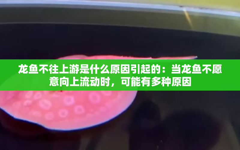 龍魚不往上游是什么原因引起的：當(dāng)龍魚不愿意向上流動時，可能有多種原因 水族問答 第1張