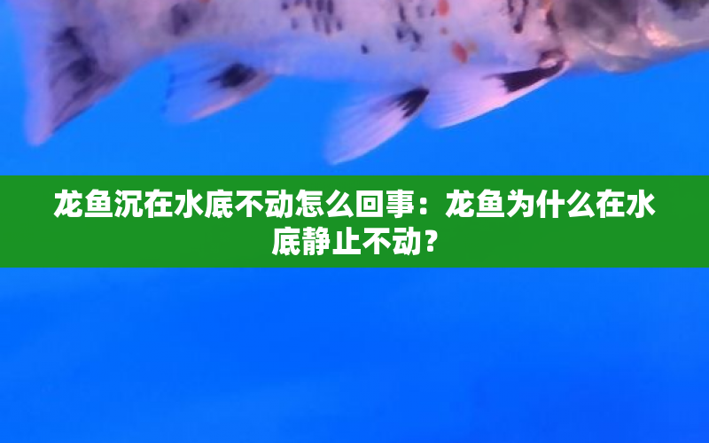 龍魚沉在水底不動怎么回事：龍魚為什么在水底靜止不動？ 水族問答 第1張