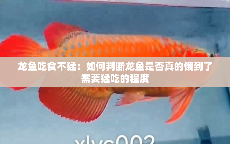 龍魚吃食不猛：如何判斷龍魚是否真的餓到了需要猛吃的程度 水族問答 第1張