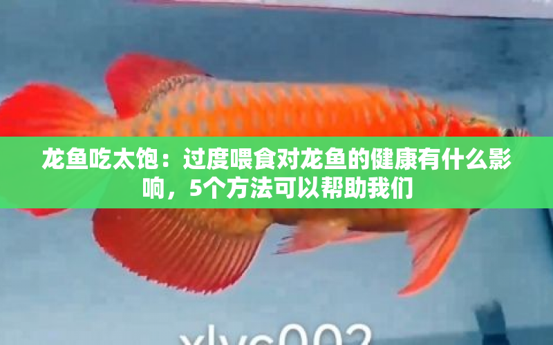 龍魚吃太飽：過度喂食對(duì)龍魚的健康有什么影響，5個(gè)方法可以幫助我們 水族問答 第1張