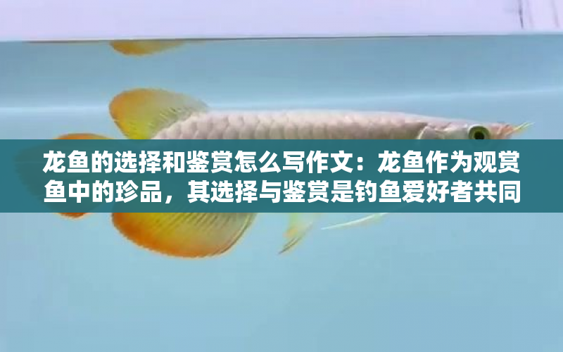 龍魚的選擇和鑒賞怎么寫作文：龍魚作為觀賞魚中的珍品，其選擇與鑒賞是釣魚愛好者共同關(guān)注的焦點 水族問答 第1張