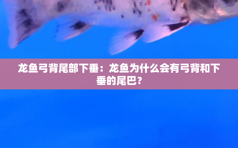 龍魚(yú)弓背尾部下垂：龍魚(yú)為什么會(huì)有弓背和下垂的尾巴？ 水族問(wèn)答 第1張