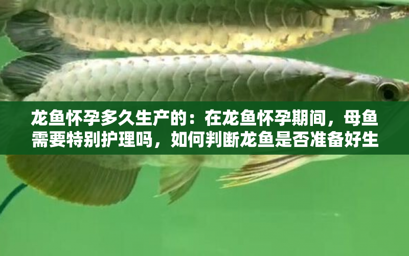 龍魚(yú)懷孕多久生產(chǎn)的：在龍魚(yú)懷孕期間，母魚(yú)需要特別護(hù)理嗎，如何判斷龍魚(yú)是否準(zhǔn)備好生產(chǎn) 水族問(wèn)答 第2張