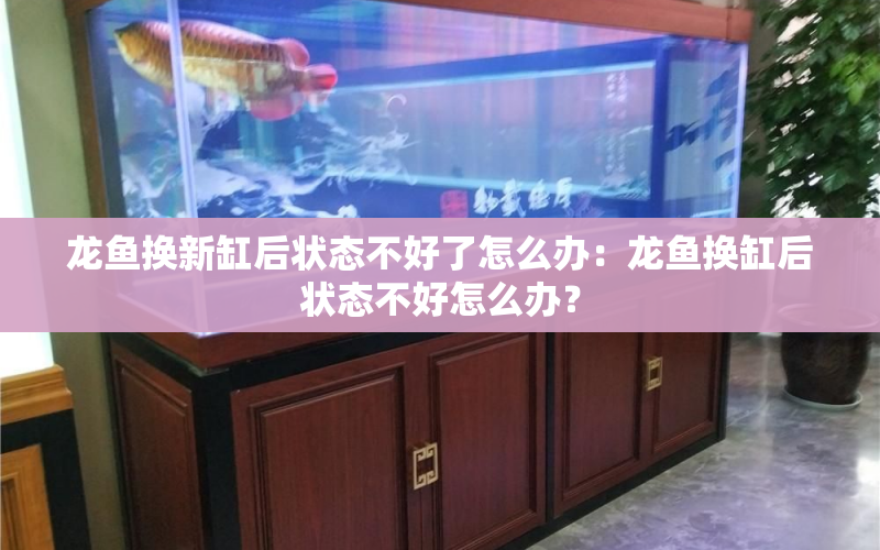 龍魚換新缸后狀態(tài)不好了怎么辦：龍魚換缸后狀態(tài)不好怎么辦？ 水族問答 第1張