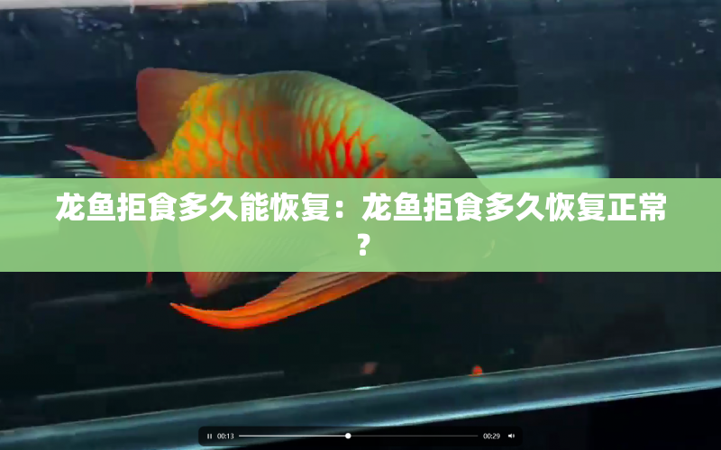 龍魚拒食多久能恢復(fù)：龍魚拒食多久恢復(fù)正常？ 水族問答 第1張