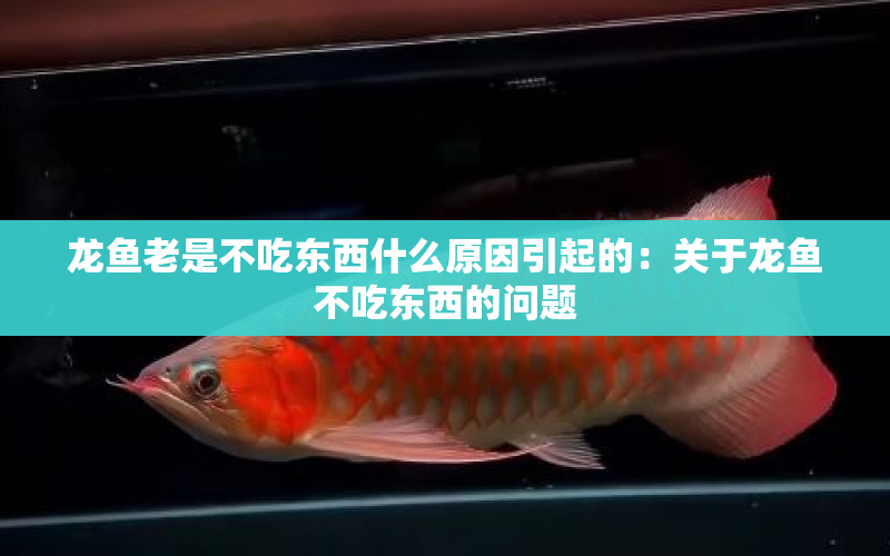 龍魚老是不吃東西什么原因引起的：關(guān)于龍魚不吃東西的問題 水族問答 第1張