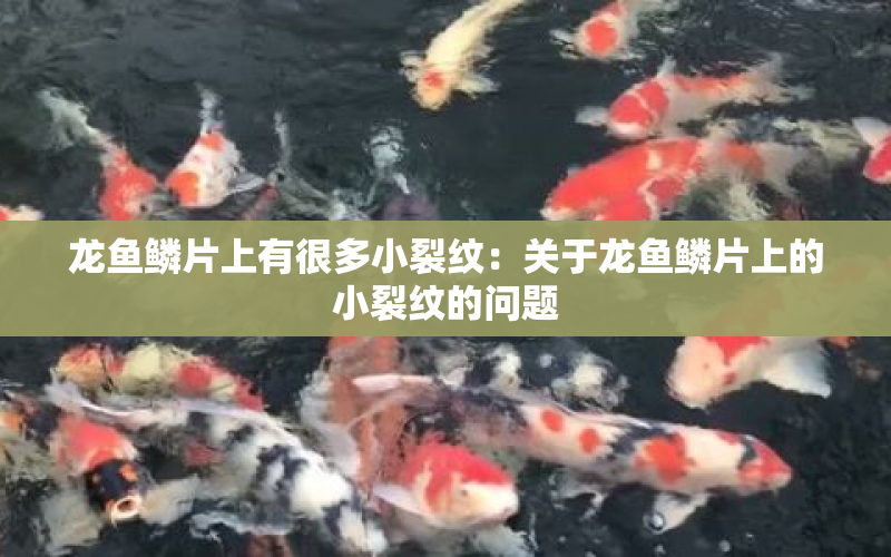 龍魚鱗片上有很多小裂紋：關(guān)于龍魚鱗片上的小裂紋的問題 水族問答 第1張