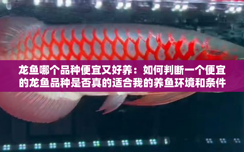 龍魚哪個品種便宜又好養(yǎng)：如何判斷一個便宜的龍魚品種是否真的適合我的養(yǎng)魚環(huán)境和條件 水族問答 第1張