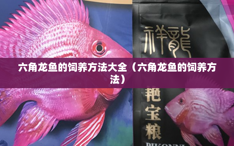 六角龍魚的飼養(yǎng)方法大全（六角龍魚的飼養(yǎng)方法） 水族問答 第2張