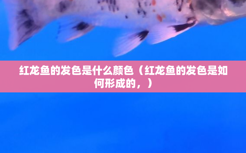 紅龍魚(yú)的發(fā)色是什么顏色（紅龍魚(yú)的發(fā)色是如何形成的，） 水族問(wèn)答 第1張