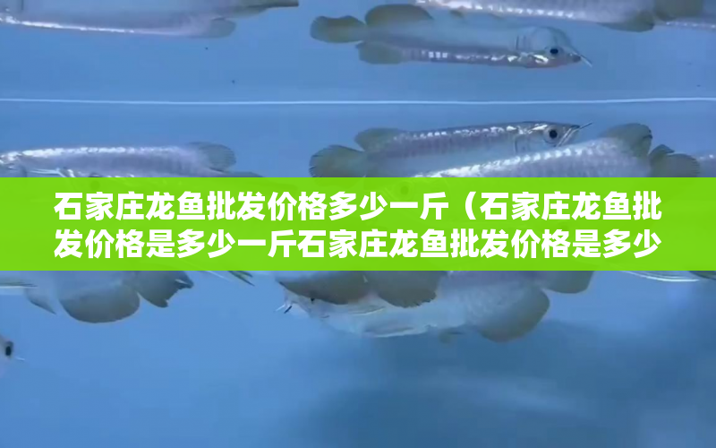 石家莊龍魚批發(fā)價格多少一斤（石家莊龍魚批發(fā)價格是多少一斤石家莊龍魚批發(fā)價格是多少一斤） 水族問答 第1張