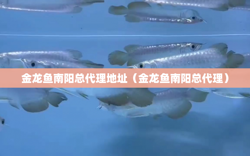 金龍魚南陽總代理地址（金龍魚南陽總代理） 水族問答 第1張