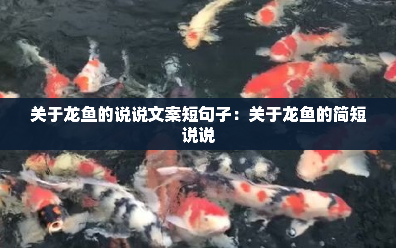 關(guān)于龍魚(yú)的說(shuō)說(shuō)文案短句子：關(guān)于龍魚(yú)的簡(jiǎn)短說(shuō)說(shuō) 水族問(wèn)答 第1張