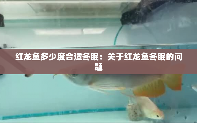 紅龍魚多少度合適冬眠：關(guān)于紅龍魚冬眠的問題 水族問答 第1張