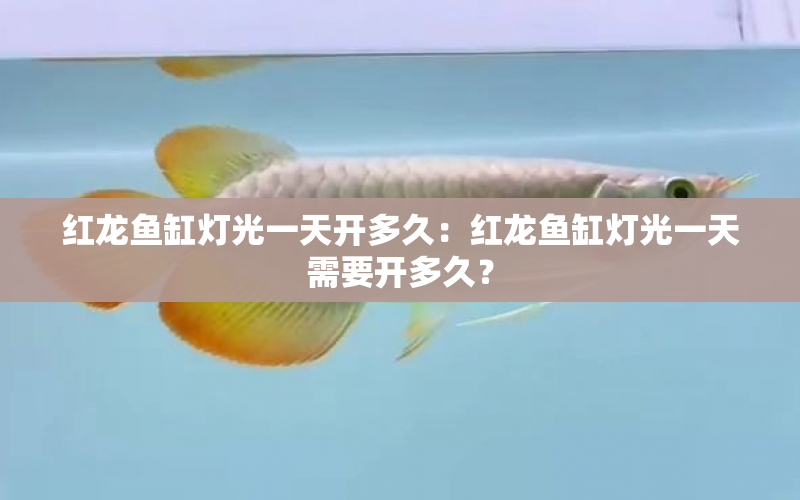 紅龍魚缸燈光一天開多久：紅龍魚缸燈光一天需要開多久？ 水族問(wèn)答