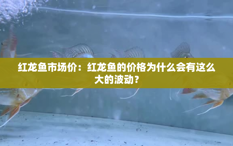 紅龍魚市場價：紅龍魚的價格為什么會有這么大的波動？ 水族問答 第1張