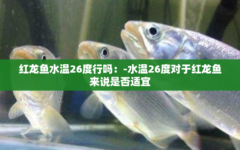 紅龍魚水溫26度行嗎：-水溫26度對于紅龍魚來說是否適宜 水族問答 第1張