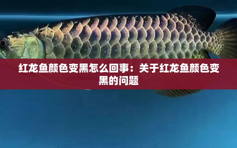 紅龍魚顏色變黑怎么回事：關(guān)于紅龍魚顏色變黑的問(wèn)題 水族問(wèn)答 第1張