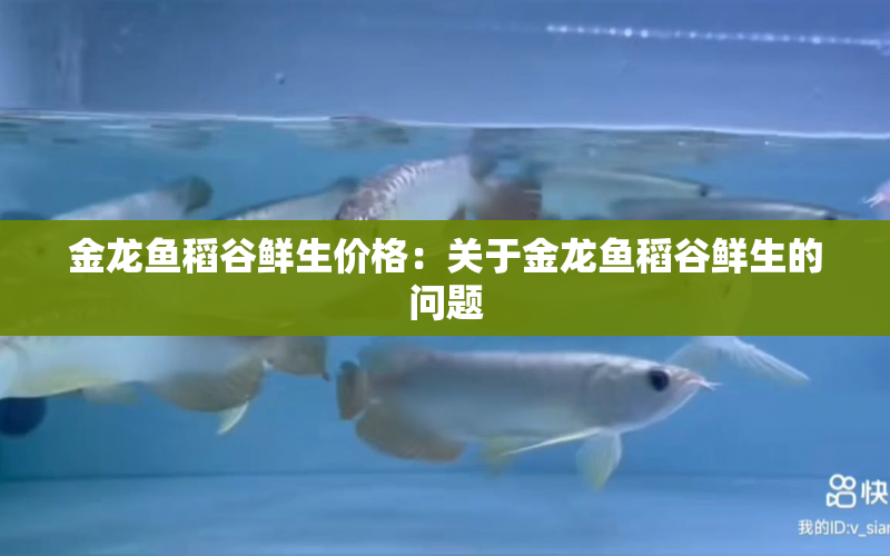 金龍魚稻谷鮮生價格：關(guān)于金龍魚稻谷鮮生的問題 水族問答 第2張