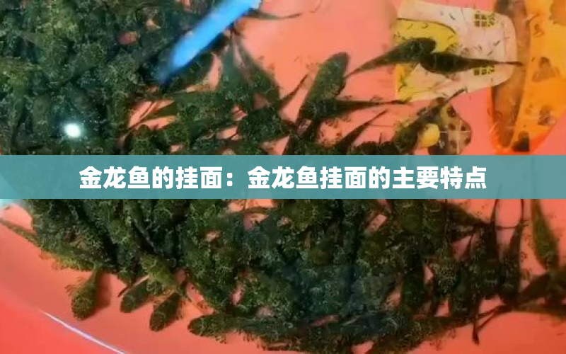 金龍魚的掛面：金龍魚掛面的主要特點 水族問答 第1張