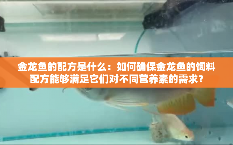 金龍魚的配方是什么：如何確保金龍魚的飼料配方能夠滿足它們對不同營養(yǎng)素的需求？ 水族問答 第1張