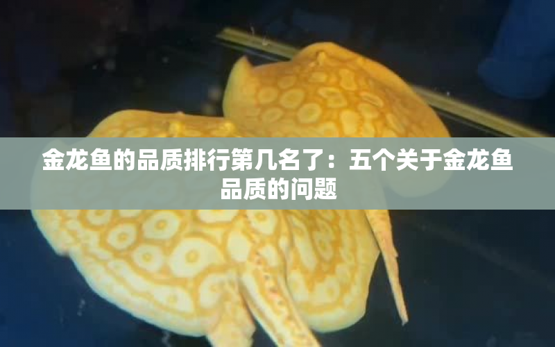 金龍魚的品質(zhì)排行第幾名了：五個(gè)關(guān)于金龍魚品質(zhì)的問題 水族問答 第1張