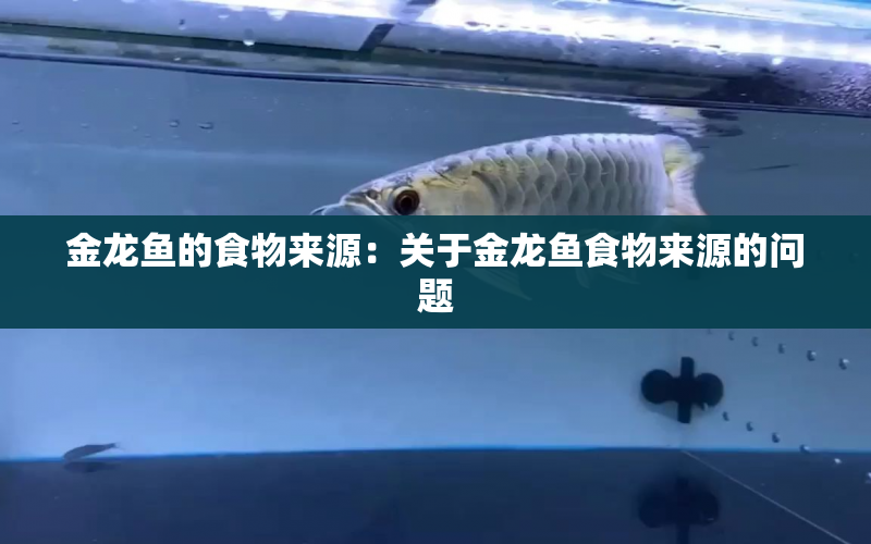 金龍魚的食物來源：關(guān)于金龍魚食物來源的問題 水族問答 第1張