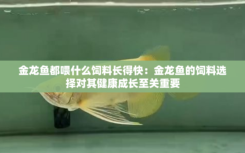 金龍魚都喂什么飼料長得快：金龍魚的飼料選擇對其健康成長至關(guān)重要 水族問答 第1張