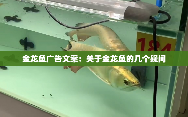 金龍魚廣告文案：關(guān)于金龍魚的幾個疑問 水族問答 第1張