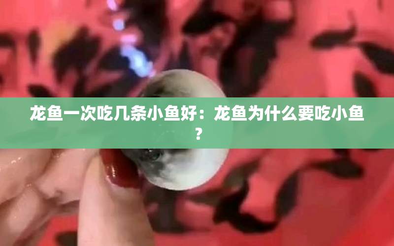 龍魚一次吃幾條小魚好：龍魚為什么要吃小魚？ 水族問(wèn)答 第1張