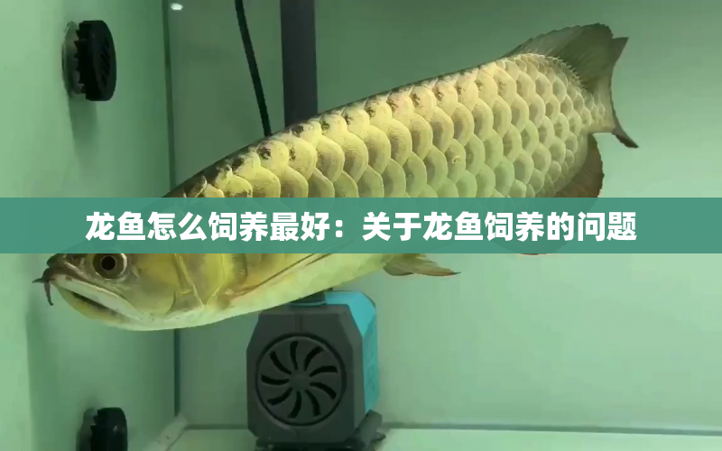 龍魚(yú)怎么飼養(yǎng)最好：關(guān)于龍魚(yú)飼養(yǎng)的問(wèn)題 水族問(wèn)答 第1張