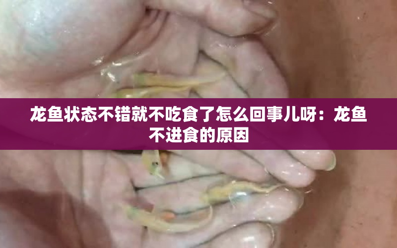 龍魚狀態(tài)不錯就不吃食了怎么回事兒呀：龍魚不進食的原因 水族問答 第1張