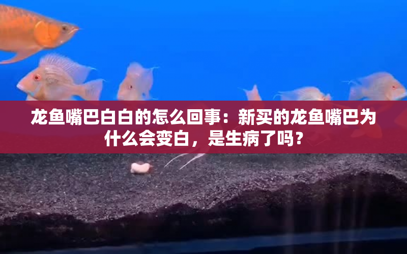 龍魚(yú)嘴巴白白的怎么回事：新買(mǎi)的龍魚(yú)嘴巴為什么會(huì)變白，是生病了嗎？ 水族問(wèn)答 第1張