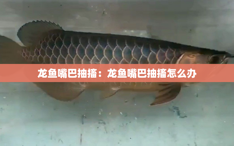 龍魚嘴巴抽搐：龍魚嘴巴抽搐怎么辦 水族問答 第1張