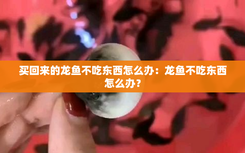 買回來的龍魚不吃東西怎么辦：龍魚不吃東西怎么辦？ 水族問答 第1張