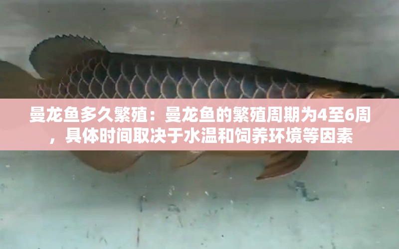 曼龍魚多久繁殖：曼龍魚的繁殖周期為4至6周，具體時間取決于水溫和飼養(yǎng)環(huán)境等因素 水族問答 第1張