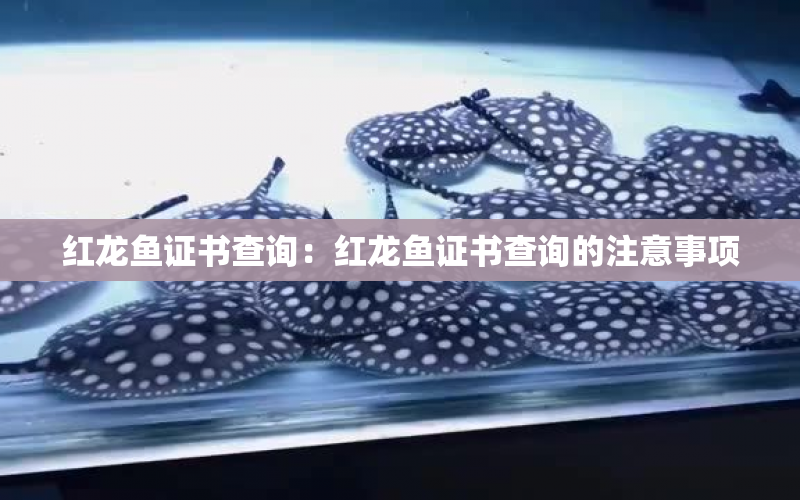 紅龍魚證書查詢：紅龍魚證書查詢的注意事項