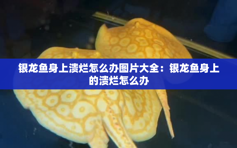 銀龍魚身上潰爛怎么辦圖片大全：銀龍魚身上的潰爛怎么辦