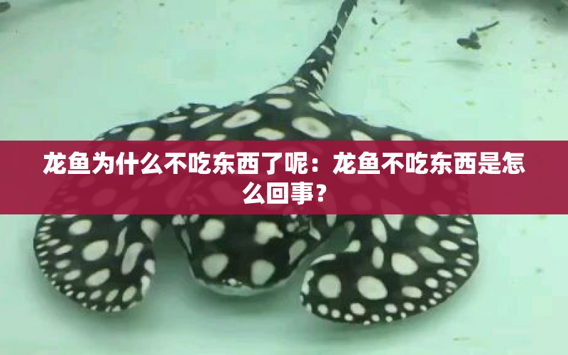 龍魚為什么不吃東西了呢：龍魚不吃東西是怎么回事？ 水族問答