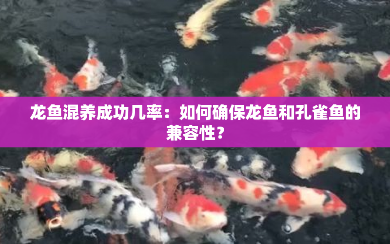 龍魚混養(yǎng)成功幾率：如何確保龍魚和孔雀魚的兼容性？ 水族問答