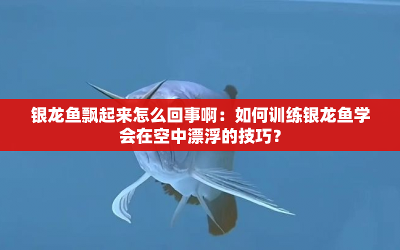 銀龍魚飄起來怎么回事?。喝绾斡?xùn)練銀龍魚學(xué)會在空中漂浮的技巧？ 水族問答 第1張