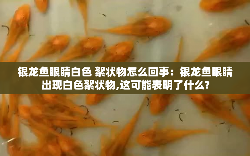 銀龍魚眼睛白色 絮狀物怎么回事：銀龍魚眼睛出現(xiàn)白色絮狀物,這可能表明了什么? 水族問答 第2張