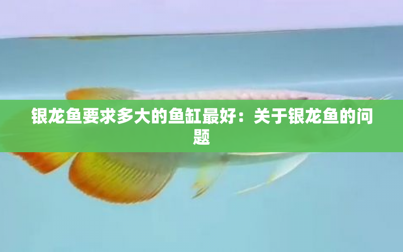 銀龍魚要求多大的魚缸最好：關(guān)于銀龍魚的問題 水族問答 第1張