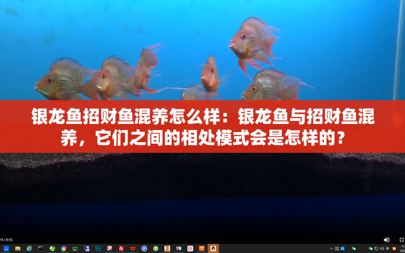 銀龍魚招財魚混養(yǎng)怎么樣：銀龍魚與招財魚混養(yǎng)，它們之間的相處模式會是怎樣的？ 水族問答 第1張