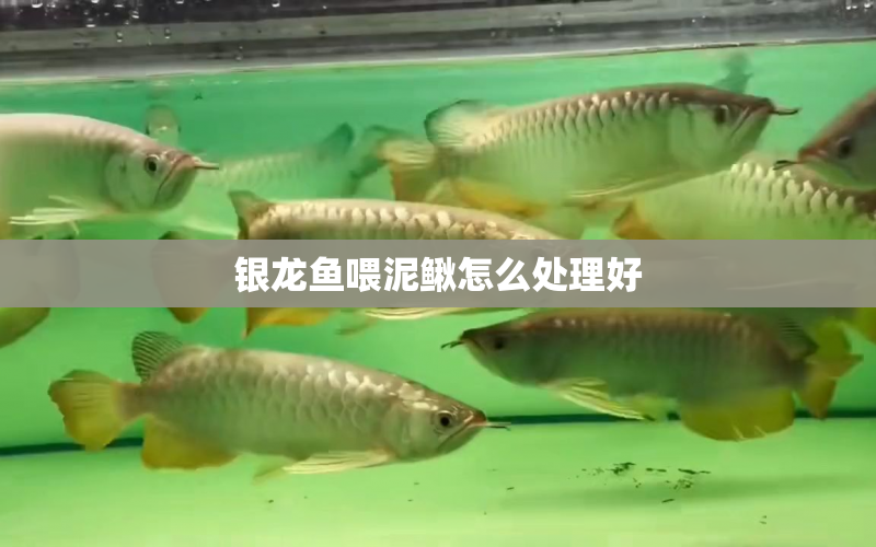 銀龍魚喂泥鰍怎么處理好 水族問答 第1張